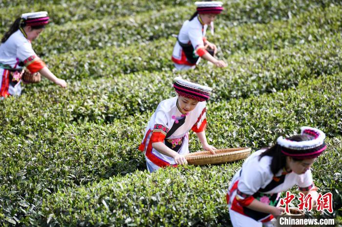 白族村民在茶園采摘。　楊華峰 攝