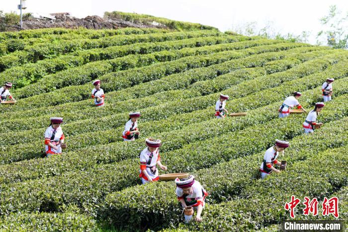 眾多白族村民身著民族服飾走進茶園采摘?！钊A峰 攝
