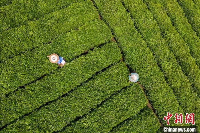 茶農(nóng)正在采摘新鮮茶葉?！√普?攝