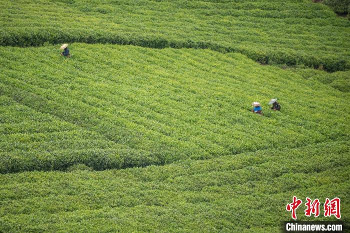 茶農(nóng)采摘谷雨茶?！√普?攝