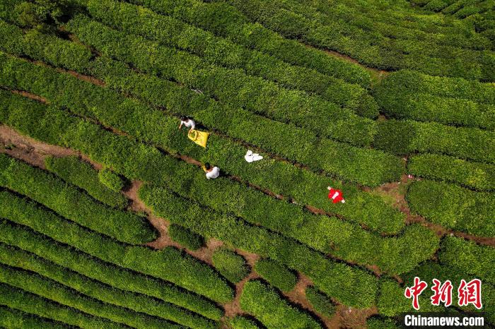 茶農(nóng)正在采摘新鮮茶葉?！√普?攝