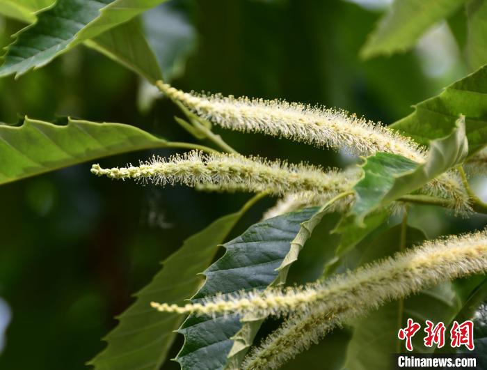 毛茸茸的栗花?！『略破?攝