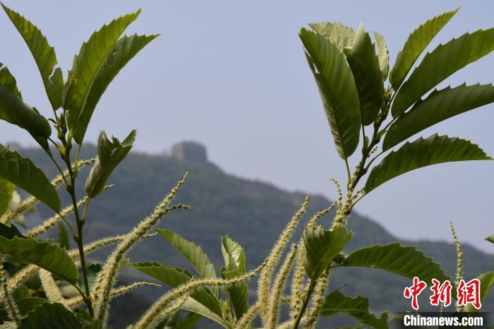 長城腳下，“栗”花盛開。　郝云崎 攝