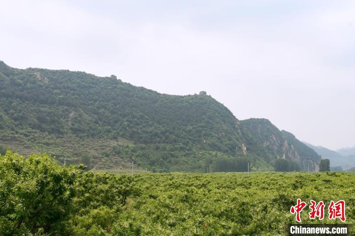 長城腳下萬畝栗花綻放，散發(fā)出淡淡清香?！『略破?攝