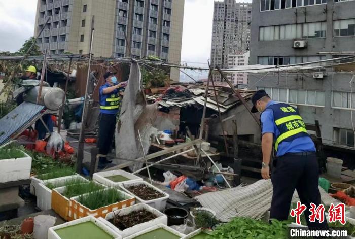 在一處居民樓屋頂，城管隊(duì)員拆除“空中菜園”?！〗疖?攝
