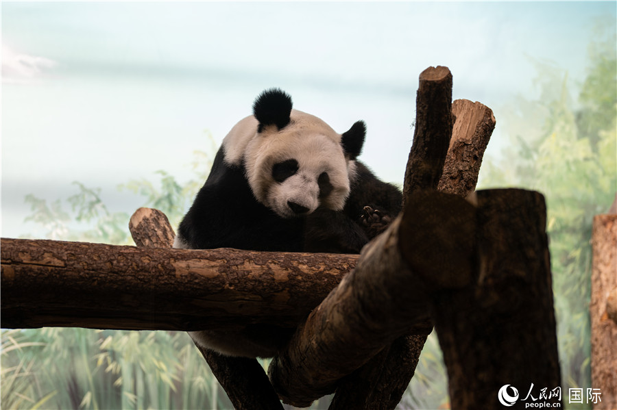 無比可愛的大熊貓“丁丁”。人民網(wǎng)記者 翁奇羽攝