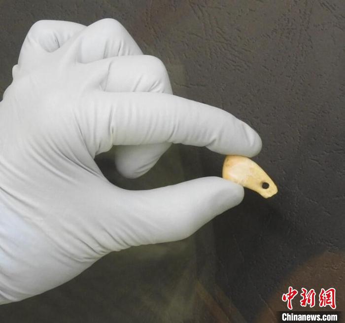 打孔鹿牙墜飾提取DNA后(圖片來自馬克斯·普朗克演化人類學研究所)。　施普林格·自然 供圖
