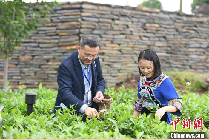 東盟國家媒體記者在辰龍關(guān)茶園采茶。　楊華峰 攝