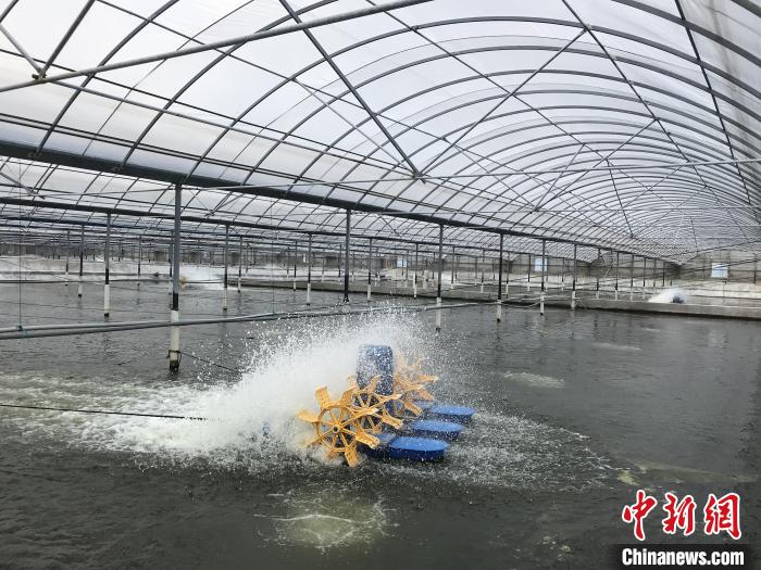 南美白對(duì)蝦養(yǎng)殖基地。　象山蝦蟹科技小院供圖