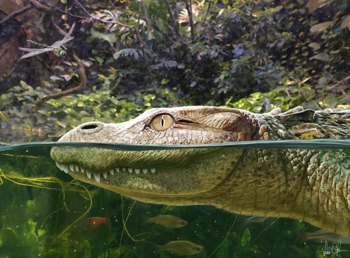Alligator munensis藝術(shù)復(fù)原圖(圖片來(lái)自Márton Szabó)?！∈┢樟指瘛ぷ匀?供圖