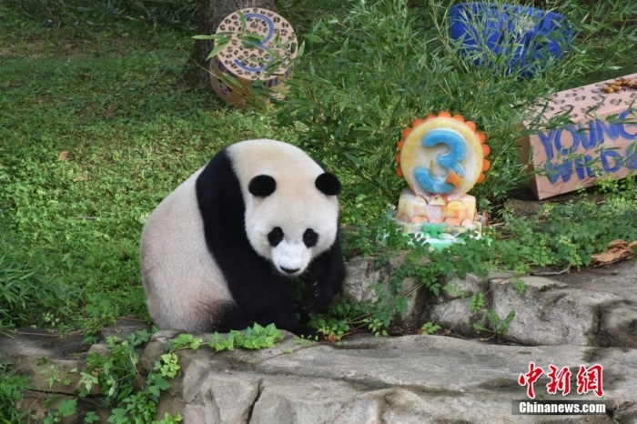 當地時間8月21日，旅美大熊貓幼崽“小奇跡”迎來3周歲生日。華盛頓國家動物園給“小奇跡”舉辦了“生日派對”，眾多游客前來給“小奇跡”慶生。<a target='_blank' href='/'><p  align=