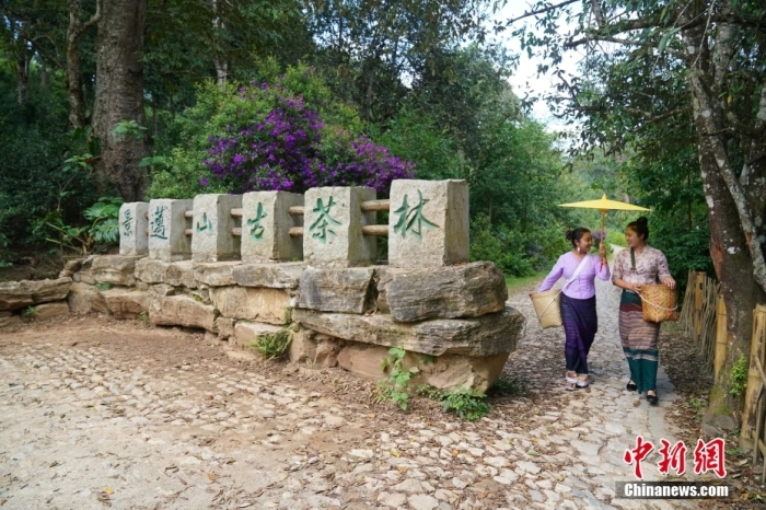 普洱景邁山古茶林文化景觀位于中國云南省普洱市瀾滄拉祜族自治縣惠民鎮(zhèn)。<a target='_blank' href='/' _fcksavedurl='/'><p  align=