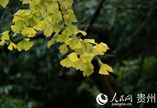 觀山湖公園秋意漸濃。人民網(wǎng) 陽茜攝