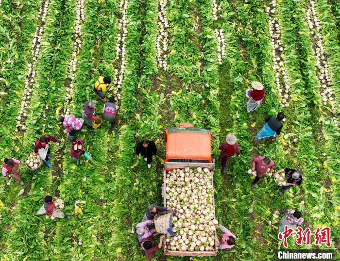 資料圖：村民在采收白蘿卜。劉永紅 攝