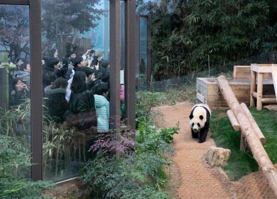 2月20日，韓國民眾在韓國愛寶樂園參觀大熊貓“福寶”。新華社記者姚琪琳攝