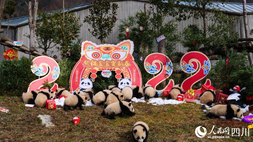 熊貓寶寶賀新春、迎冬奧。李傳有攝