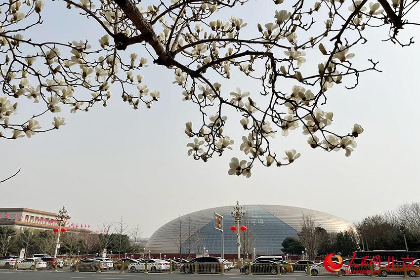 長(zhǎng)安街畔玉蘭綻放。人民網(wǎng) 尹星云攝