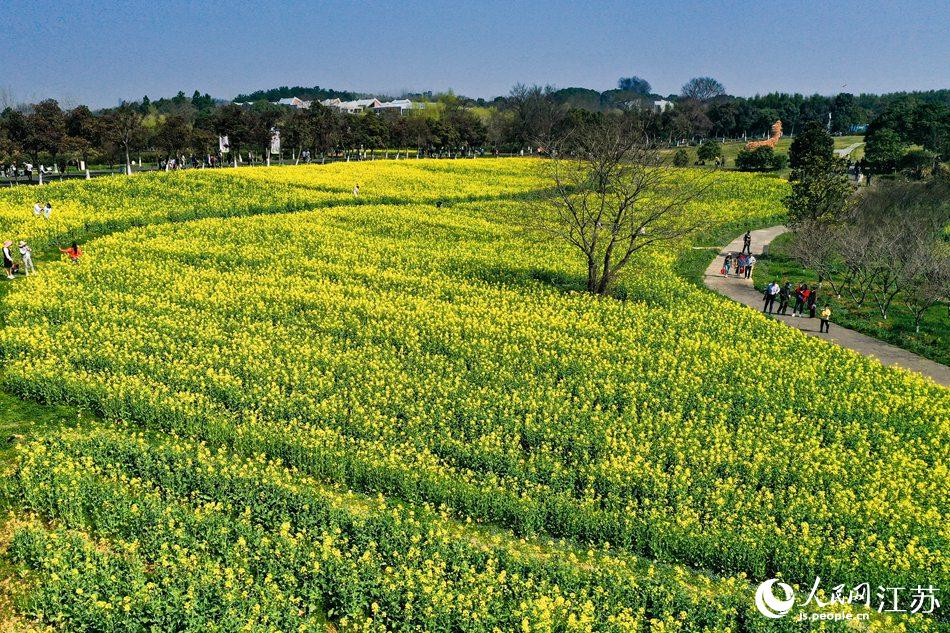 高淳區(qū)椏溪國際慢城桃花扇廣場油菜花田。劉列攝