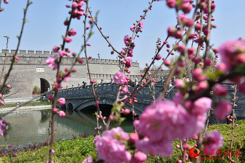 古城花開春意濃。 人民網(wǎng) 朱鵬濤攝