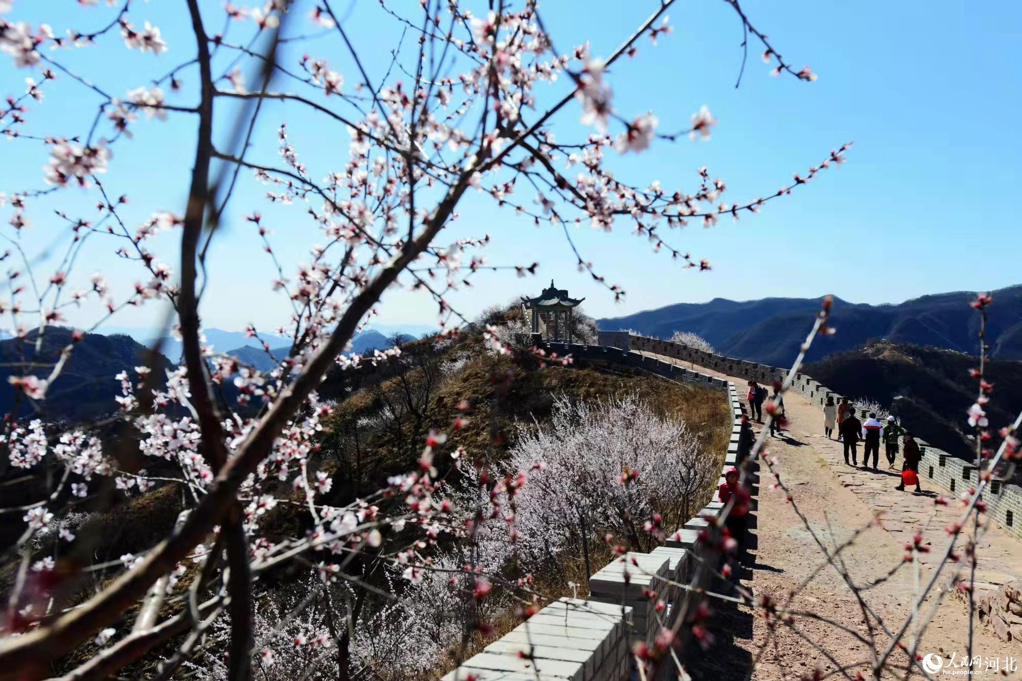 邢臺(tái)九龍峽景區(qū)鮮花盛開。 馬健攝