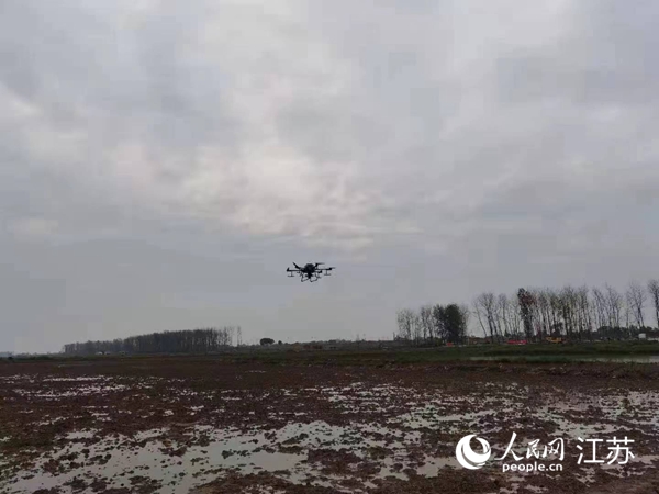 勝利圩高標(biāo)準(zhǔn)農(nóng)田進(jìn)行無人機(jī)水稻播種。陽江鎮(zhèn)供圖