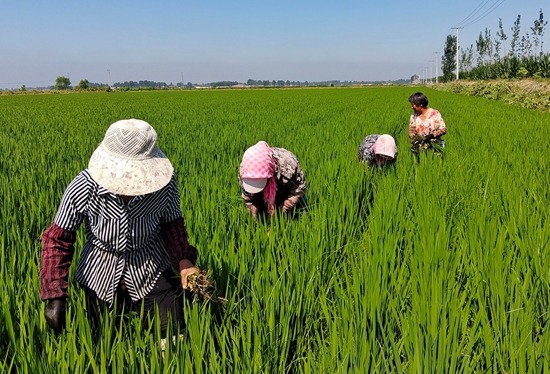 7月15日，農(nóng)民在河北省玉田縣石臼窩鎮(zhèn)王家樓村稻田勞作。 張仁杰攝