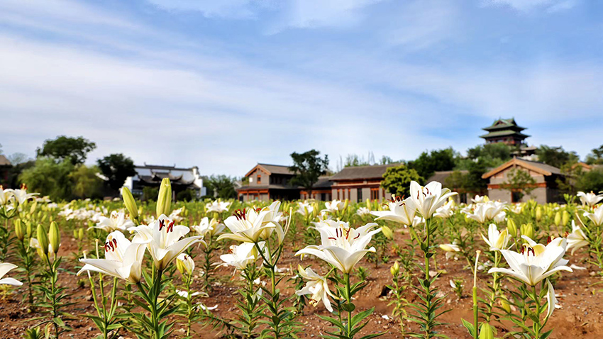 北京世園公園百合陸續(xù)盛放。（北京世園公園供圖）
