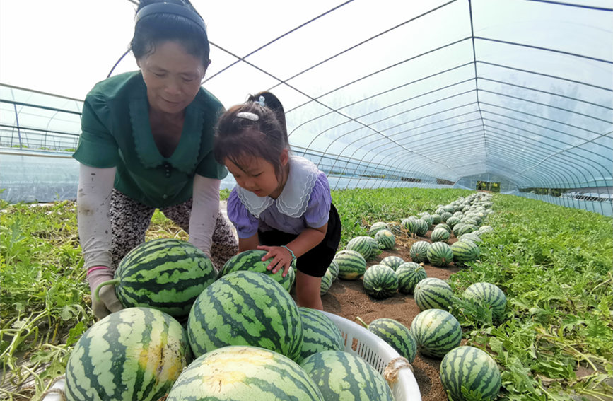 在北辰區(qū)雙街鎮(zhèn)的西瓜種植基地內(nèi)，種植農(nóng)戶們正忙著采收。陳立興攝