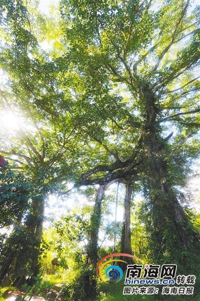 百花嶺雨林文化旅游區(qū)內(nèi)的百年古榕樹。海南日報記者 蘇曉杰 攝