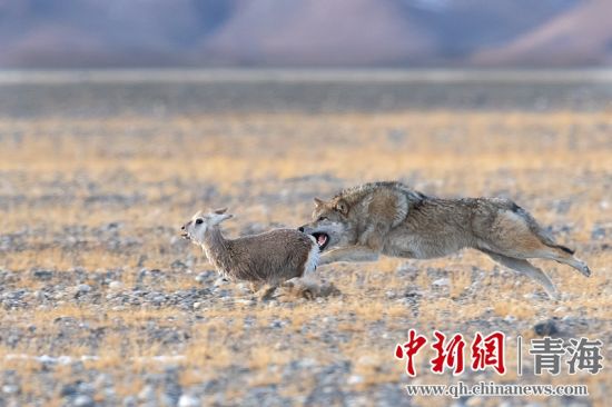 圖為獲獎(jiǎng)作品。同海元供圖