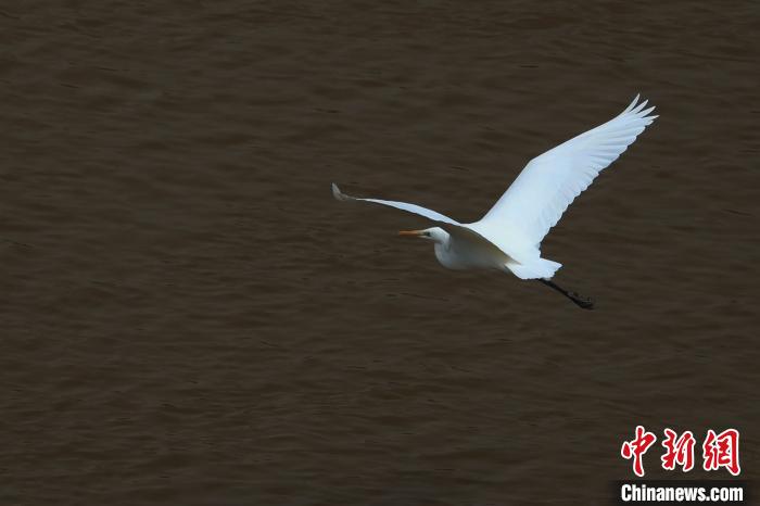 青?！澳赣H河”湟水水質(zhì)改善引鷺鳥嬉戲