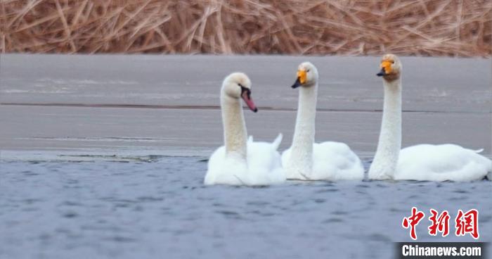 圖為疣鼻天鵝與大天鵝?！∏嗪?guó)家公園觀鳥協(xié)會(huì)供圖 攝