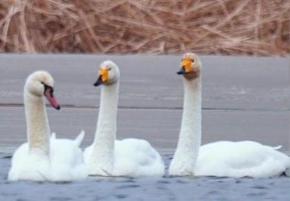 圖為疣鼻天鵝與大天鵝。　青海國家公園觀鳥協(xié)會供圖 攝