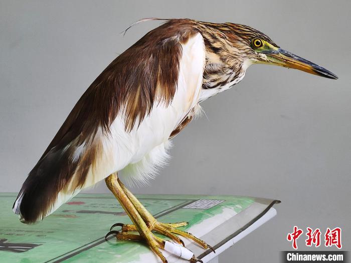 圖為被救助的國家一級重點(diǎn)保護(hù)動物池鷺?！×鴿商?攝