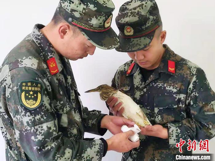 圖為武警官兵正在為國家一級重點(diǎn)保護(hù)動物池鷺包扎?！×鴿商?攝