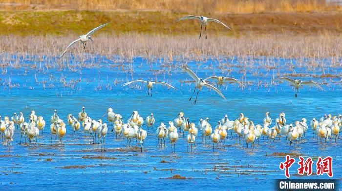 沿海濕地，鳥類天堂。　鹽城市委宣傳部供圖