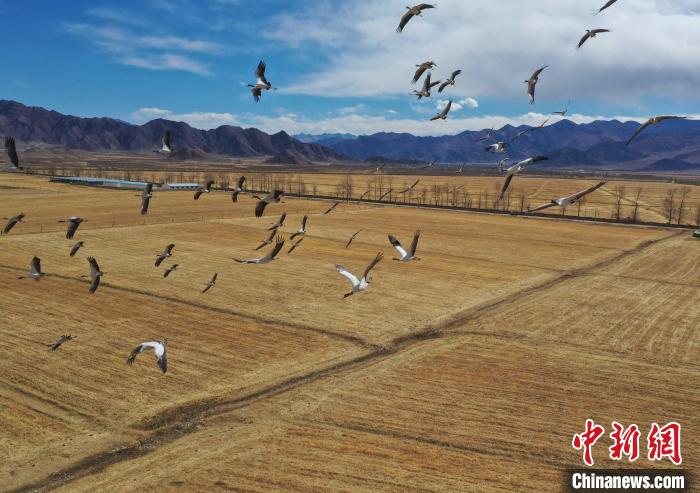 圖為黑頸鶴在拉薩市林周縣境內(nèi)飛翔?！∝暩聛硭?攝