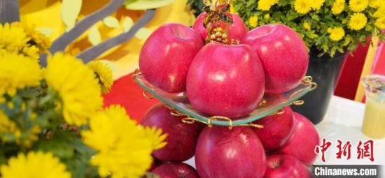 2021年10月15日，中國蘋果首屆產(chǎn)銷峰會(huì)暨甘肅平?jīng)龉焚Q(mào)易大會(huì)在平?jīng)鍪徐o寧縣開幕。(資料圖) 魏建軍 攝