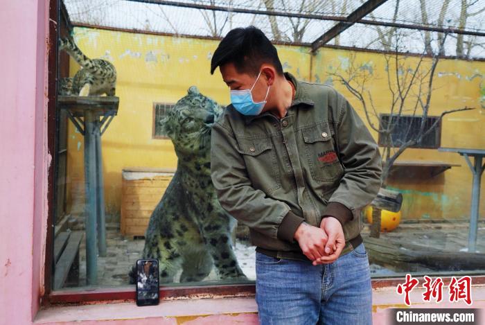 圖為雪豹“奶爸”史壽軍直播休息時(shí)與雪豹互動。　馬銘言 攝