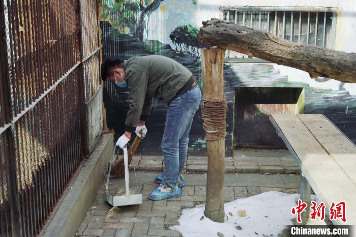圖為雪豹“奶爸”史壽軍正在打掃豹館衛(wèi)生?！●R銘言 攝