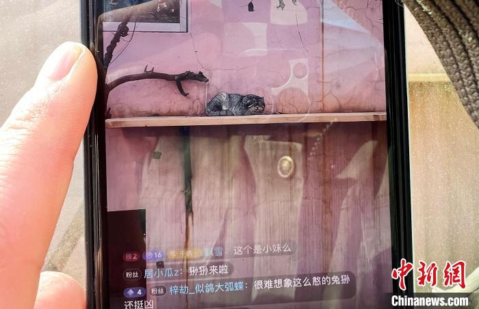 圖為雪豹“奶爸”史壽軍正在直播。　馬銘言 攝