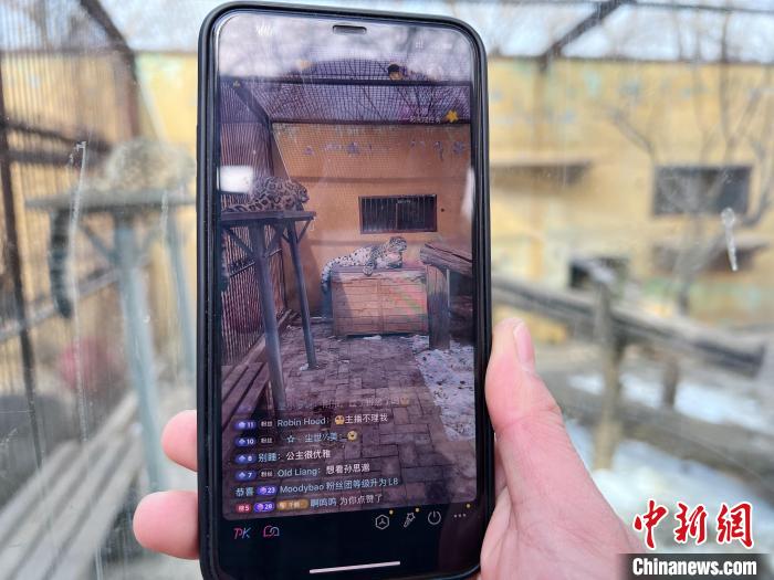 圖為雪豹“奶爸”史壽軍正在直播?！●R銘言 攝