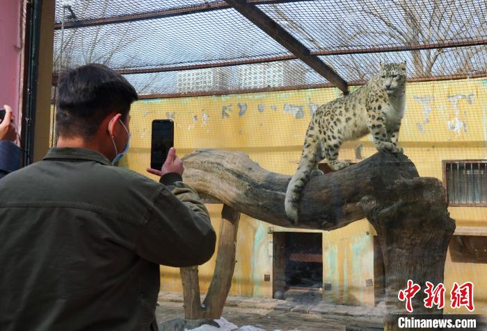圖為雪豹“奶爸”史壽軍正在直播?！●R銘言 攝