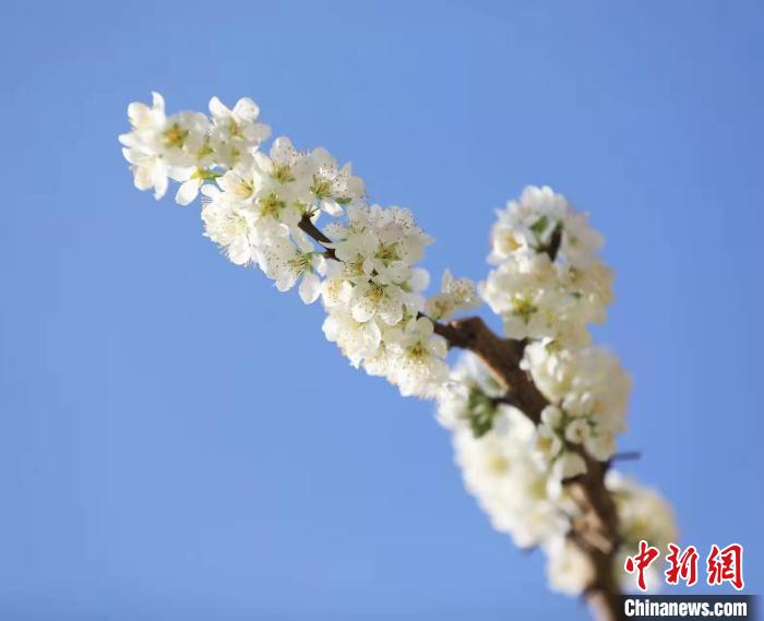 李花盛開?！『吻搴?攝