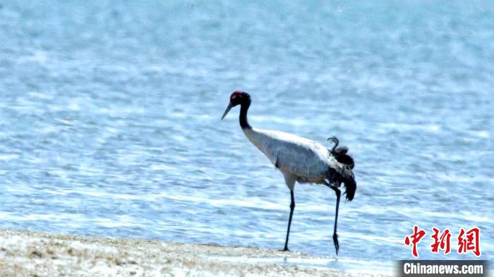 圖為黑頸鶴在青海湖畔散步?！《砣詹囟?攝