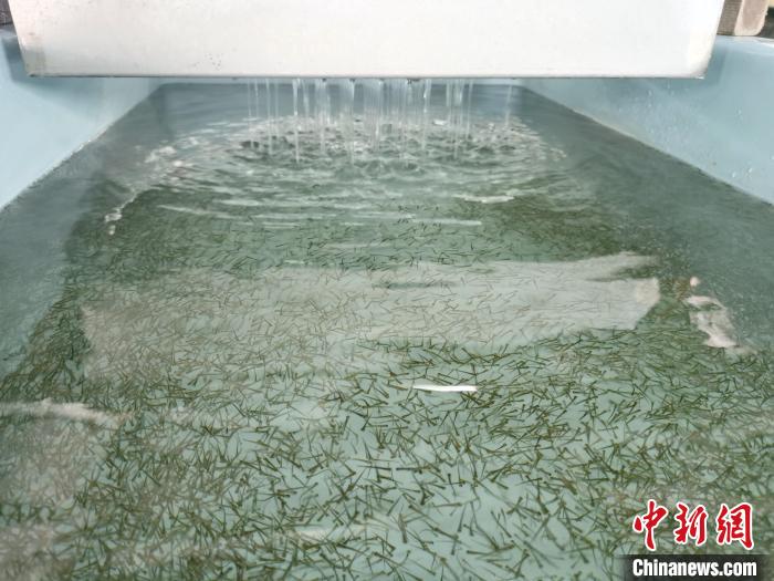 圖為正在育苗。　張?zhí)砀?攝