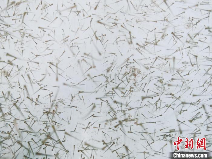 圖為魚苗。　張?zhí)砀?攝