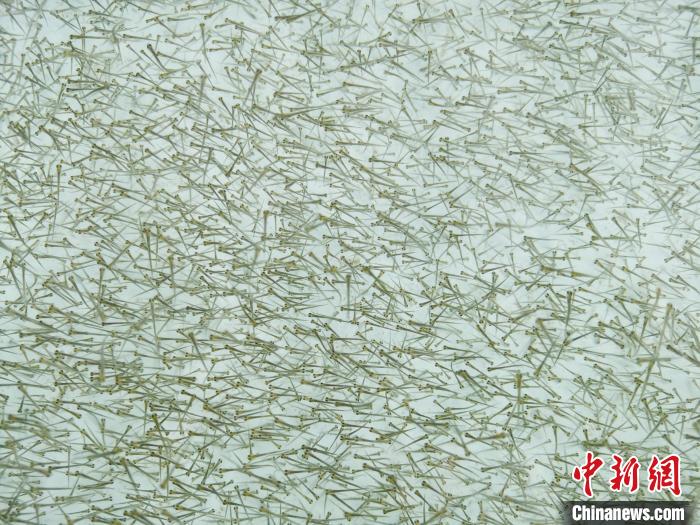 圖為密集培育的魚苗。　張?zhí)砀?攝