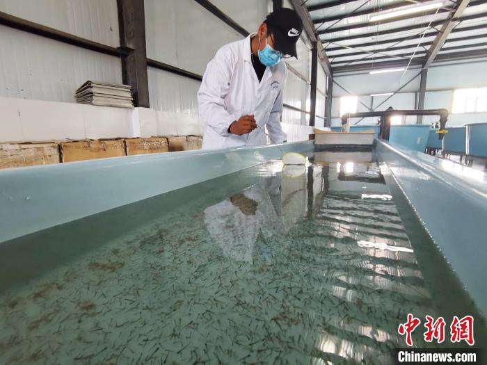 圖為工作人員檢查魚苗。　張?zhí)砀?攝