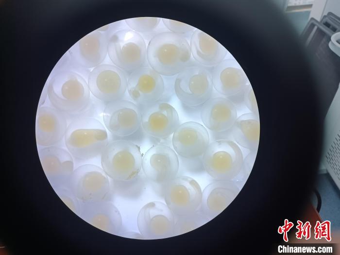 圖為顯微鏡下的魚卵。　青海湖裸鯉救護(hù)中心 供圖